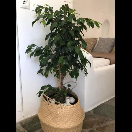 Amarielia's * Tínos