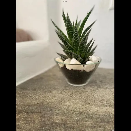 Amarielia's Тинос